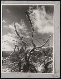 Gnarled branches and cloudy sky near Franktown, copy 2
