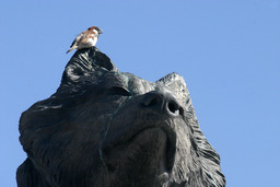 Mackay Stadium, sparrow on the wolf statue, 2005