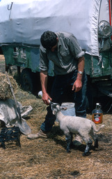 Sheepherder bottle feeding bummer lamb