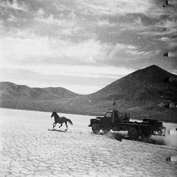 Horse running in front of truck