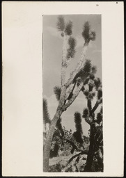Joshua trees in desert