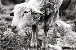 An ewe adopting a "bummer" lamb