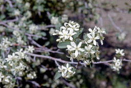 Serviceberry (Amelanchier utahensis - Rosaceae)
