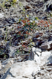 Red Larkspur (Delphinium nudicaule - Ranunculaceae)