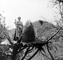 Young woman on platform in tree with acorn storage basket