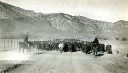 Two cowboys on horseback drive a herd of cattle along a dirt road