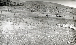 Cattle Station, Carson Valley, Nevada