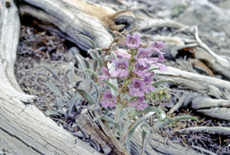 Royal Penstemon (Penstemon speciosus - Scrophulariaceae)