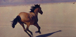 Wild horse on the Black Rock Desert
