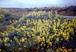 Yellow Bush Lupine (Lupinus arboreus - Fabaceae)