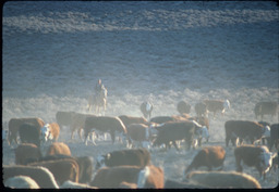 Basque cattlemen and herd