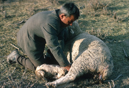Herder working with nursing newborn lamb