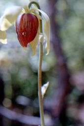 California pitcherplant (Darlingtonia californica - Sarraceniaceae)