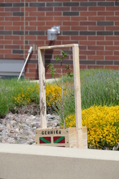 Tree of Gernika in box at planting site