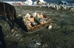 Pregnant ewes on lambing sled