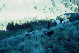 Rancher and Sheep on a Mountainside