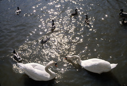 Manzanita Lake, swans and ducks, 2000