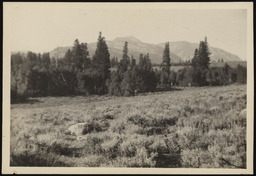 Field with trees at the edge