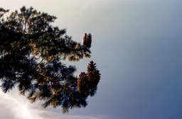 Sugar Pine (Pinus Lambertiana - Pinaceae)