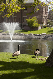 Manzanita Lake, family of geese, 2011