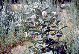Greek or Showy Milkweed (Asclepias speciosa - Asclepiadaceae)