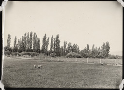Ranch range with sheep and fence, copy 2