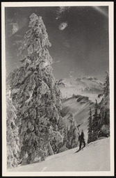 Skier with giant tree