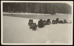 Dog sled team resting at lakeside
