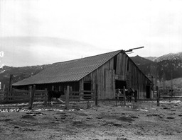 Washoe Valley barn and cattle