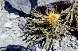 Pacific Hulsea (Hulsea algida - Asteraceae)