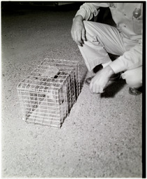 Cat rescue, person kneeling next to cat enclosed in cage