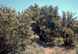 Curl-leaf mountain mahogany (Cercocarpus ledifolius - Rosaceae)