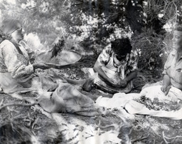 Alice Steve, Margaret Wheat and another woman cleaning pine nuts