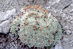 Cushion buckwheat (Eriogonum ovalifolium - Polygonaceae)