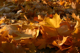 Fall leaves, 2005