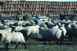 Sheepherder feeding hay to sheep