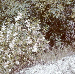 Type of Monkey Flower (Mimulus longiflorus - Scrophulariaceae)