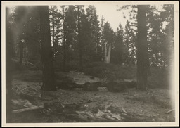 Forest trees and other foliage, copy 1