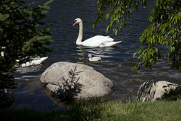 Manzanita Lake, swans, 2010