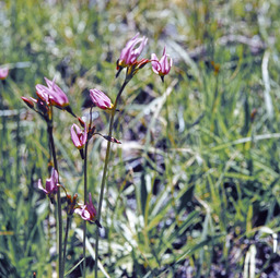 Jeffrey's Shooting Star (Dodecatheon jeffreyi - Primulaceae)