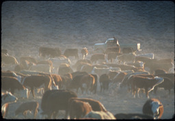 Basque cattlemen and herd