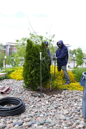 Tree of Gernika after planting