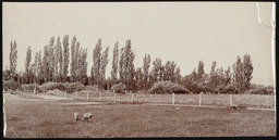 Ranch range with sheep and fence, copy 1