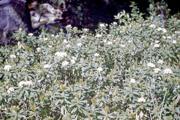Glandular Labrador Tea (Ledum glandulosum - Ericaceae)