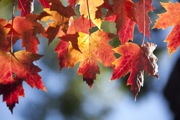 Fall leaves, 2010