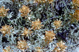 Indian Paintbrush (Castilleja chromosa -  Scrophulariaceae)