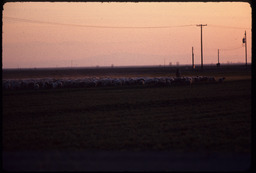 Sheep flock at sunset