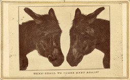 Two mules