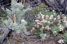 Wallflower Phoenicaulis (Phoenicaulis cheiranthoides - Brassicacea)