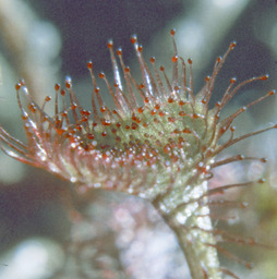 Roundleaf sundew (Drosera rotundifolia - Droseraceae)